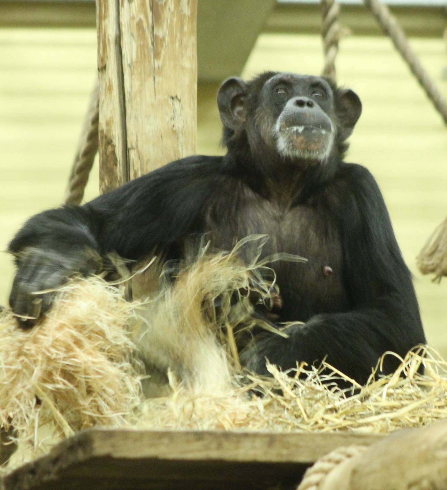 Chimp with baby