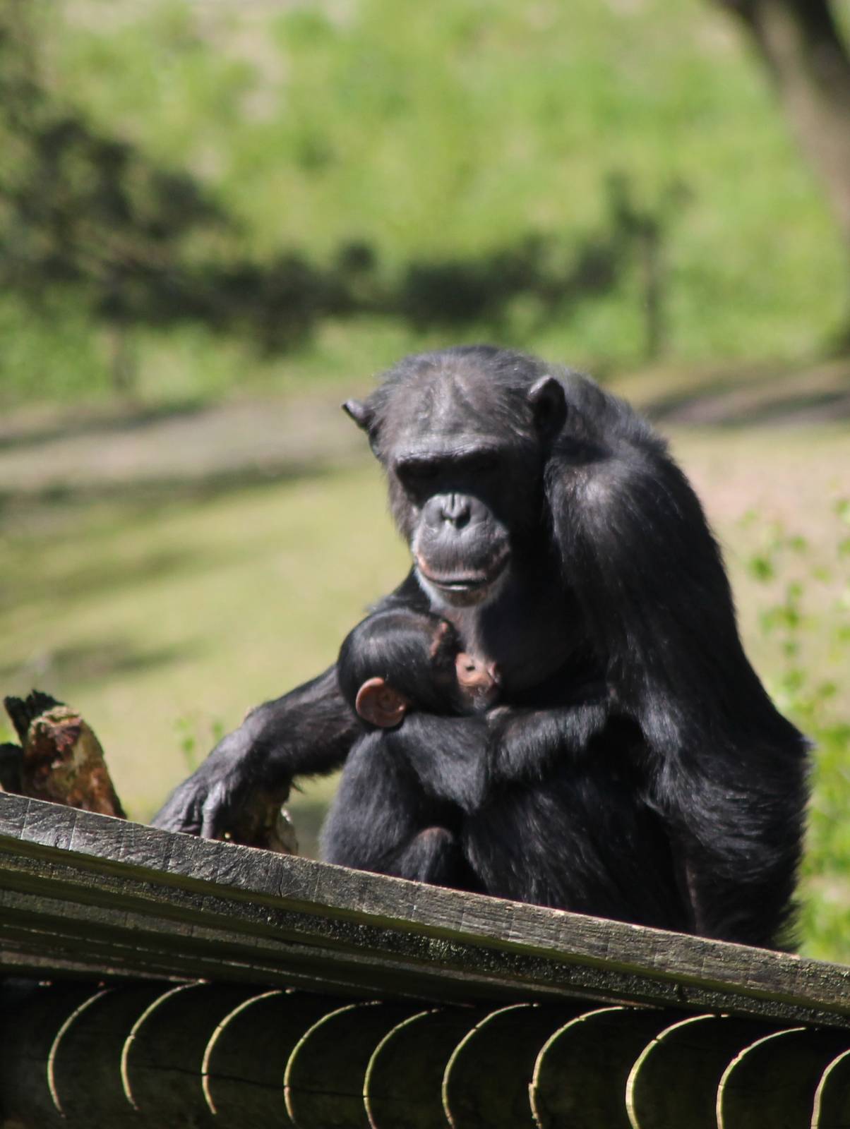 Chimp with baby
