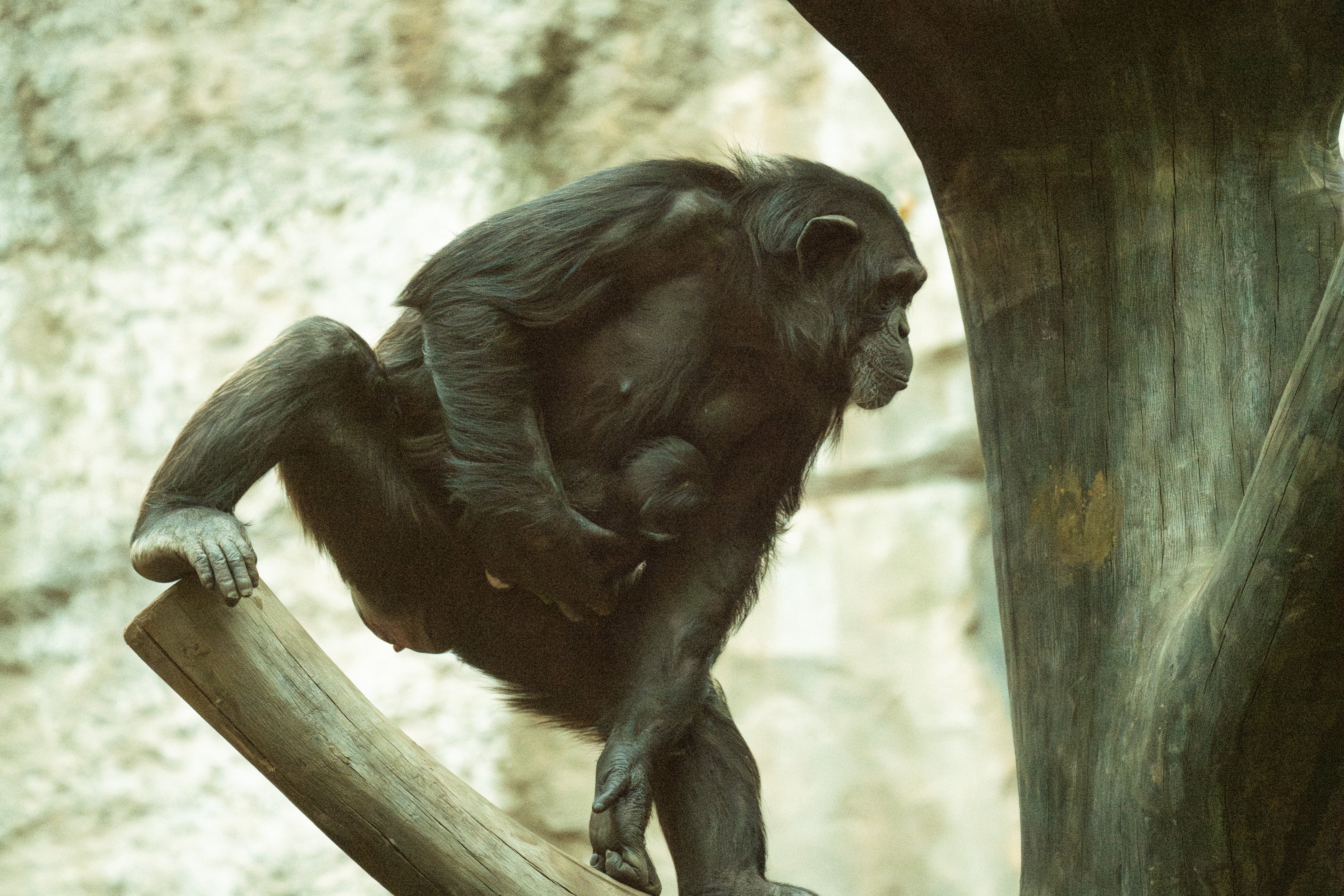 Chimp with newborn (Nov '24)