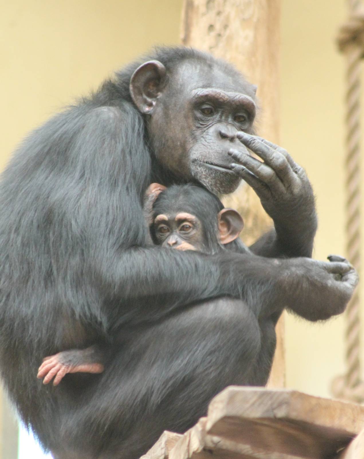 Chimp with young