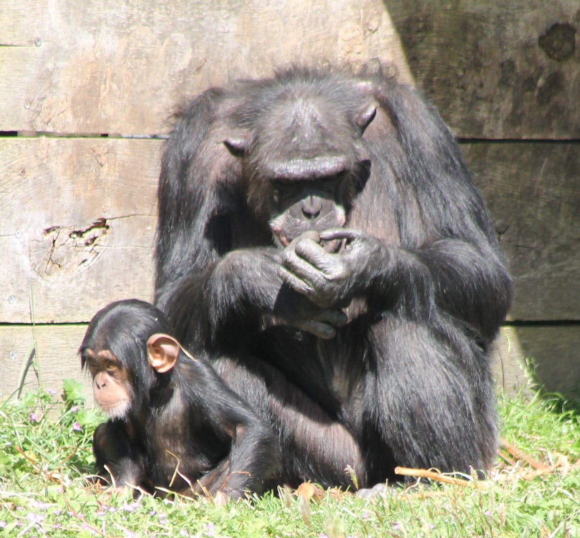 Chimp with young