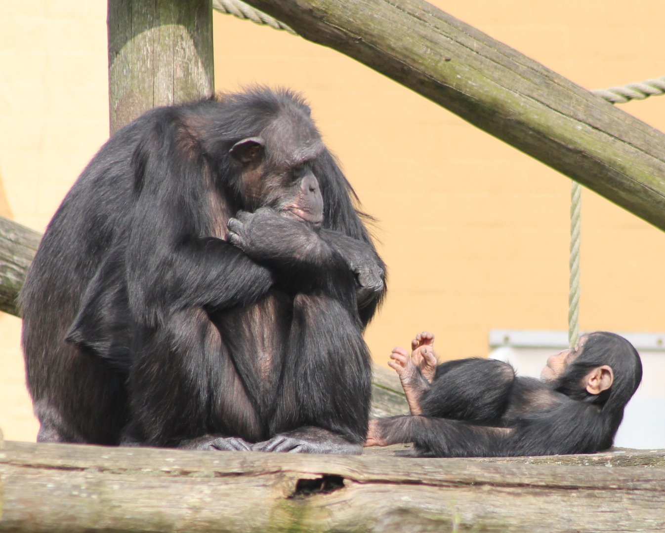 Chimp with young