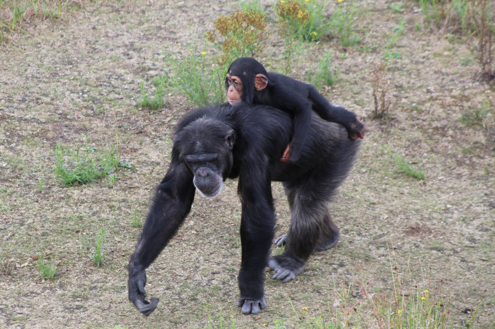 Chimp with young