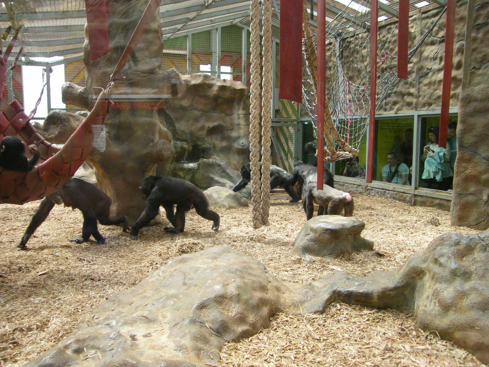 Chimp World