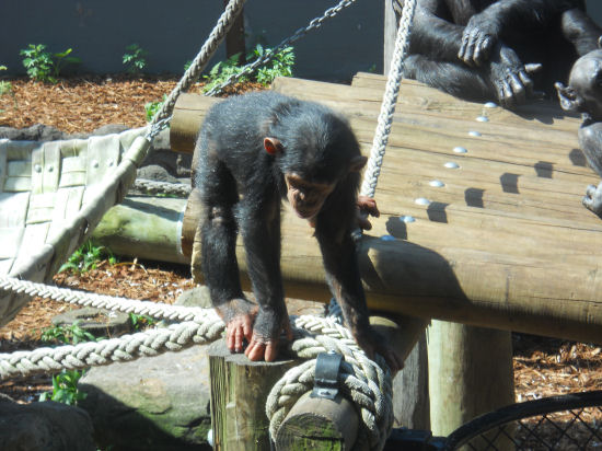 chimp