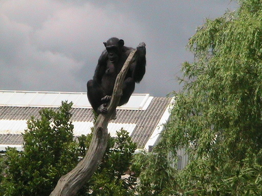 Chimp