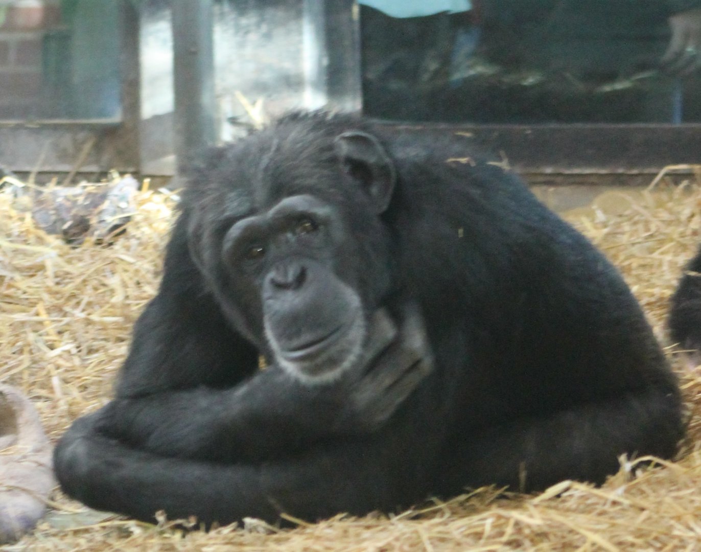Chimp
