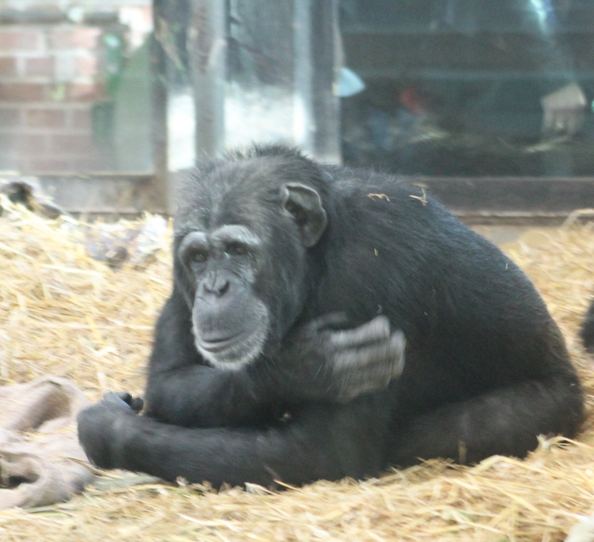 Chimp