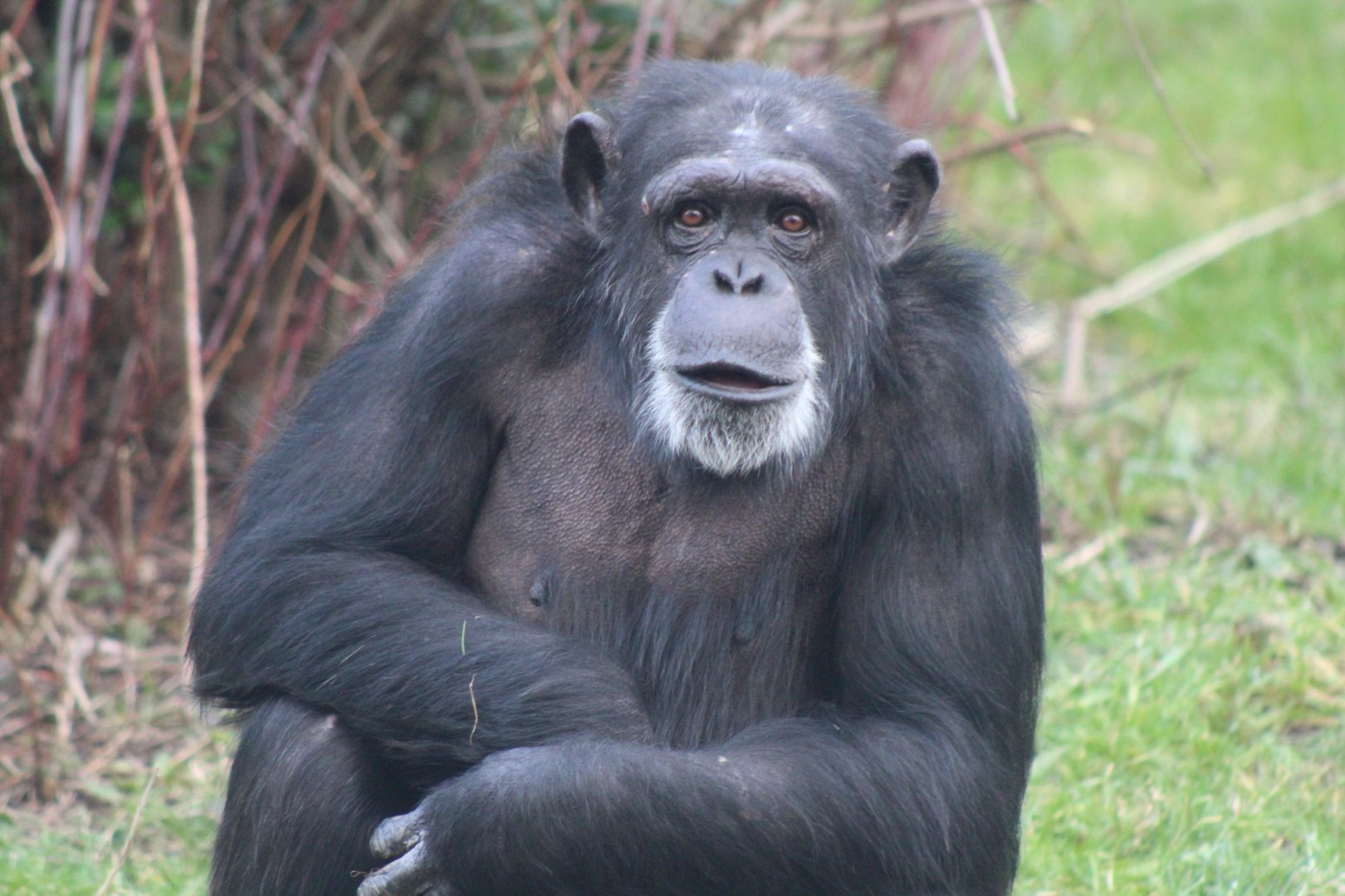 Chimp