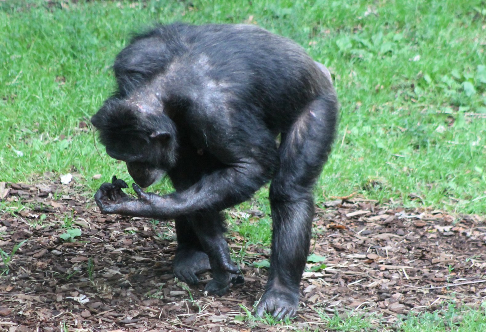 Chimp
