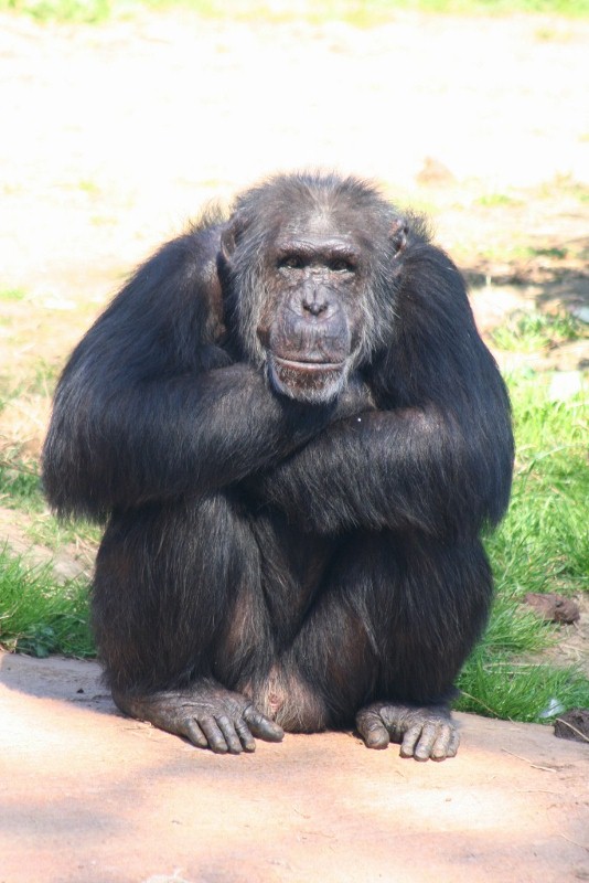 chimp