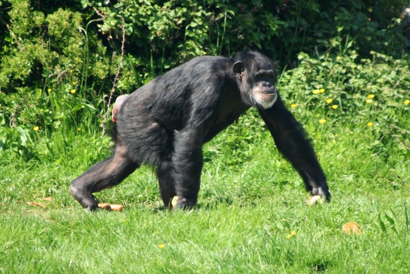chimp