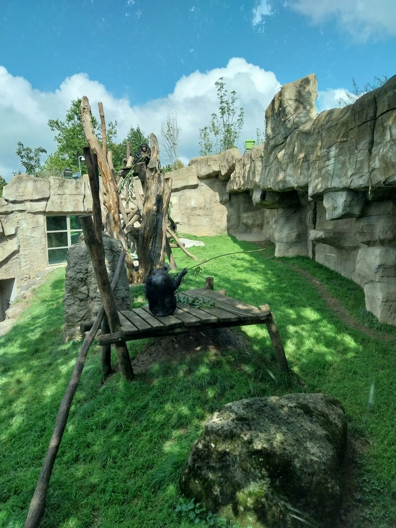 Chimpansee enclosure 1