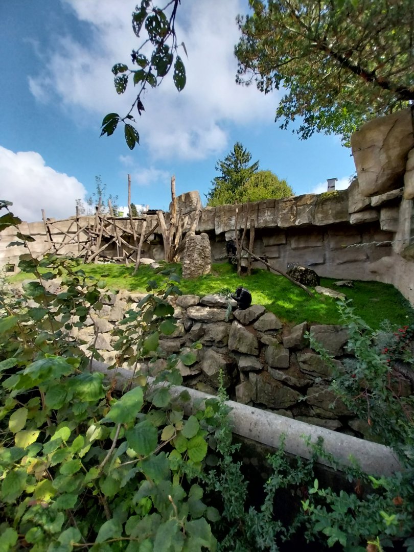 Chimpansee enclosure 1