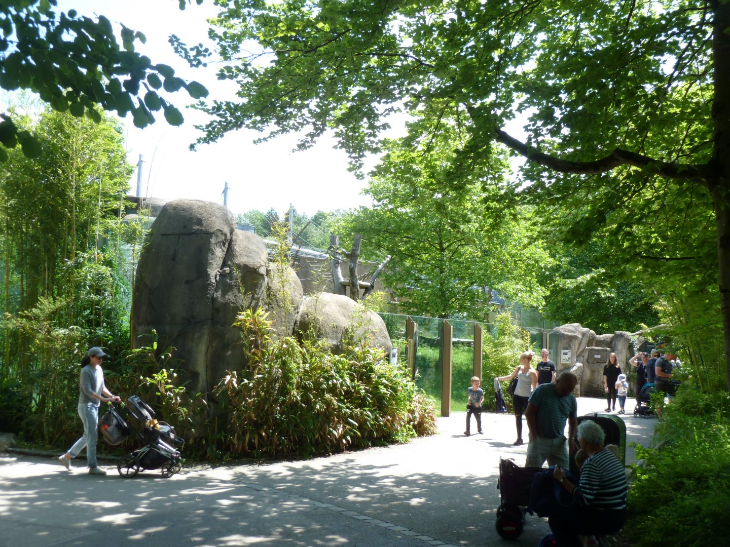 Chimpansee enclosure