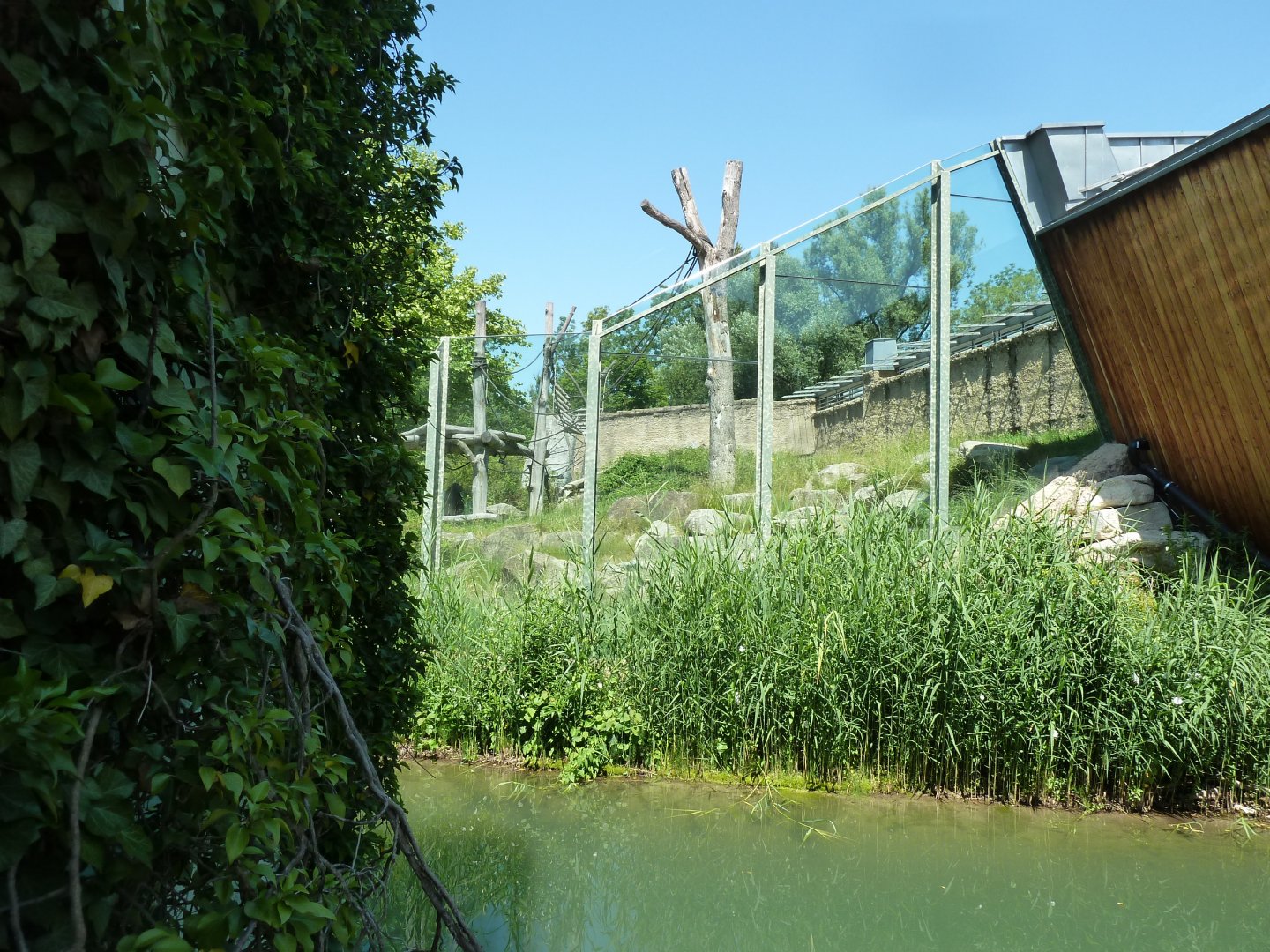 Chimpansee enclosure