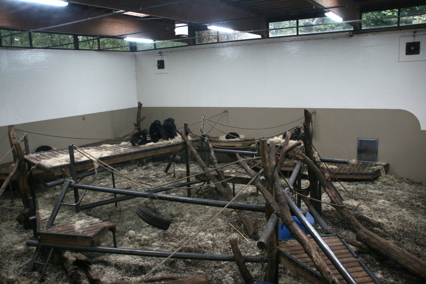 Chimpansee indoor enclosure