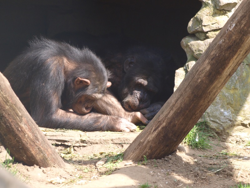Chimpansees (April 19th, 2015)