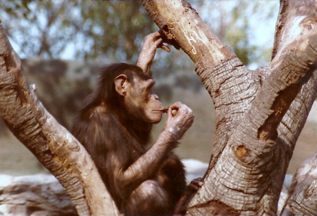 Chimpanzee - 1982