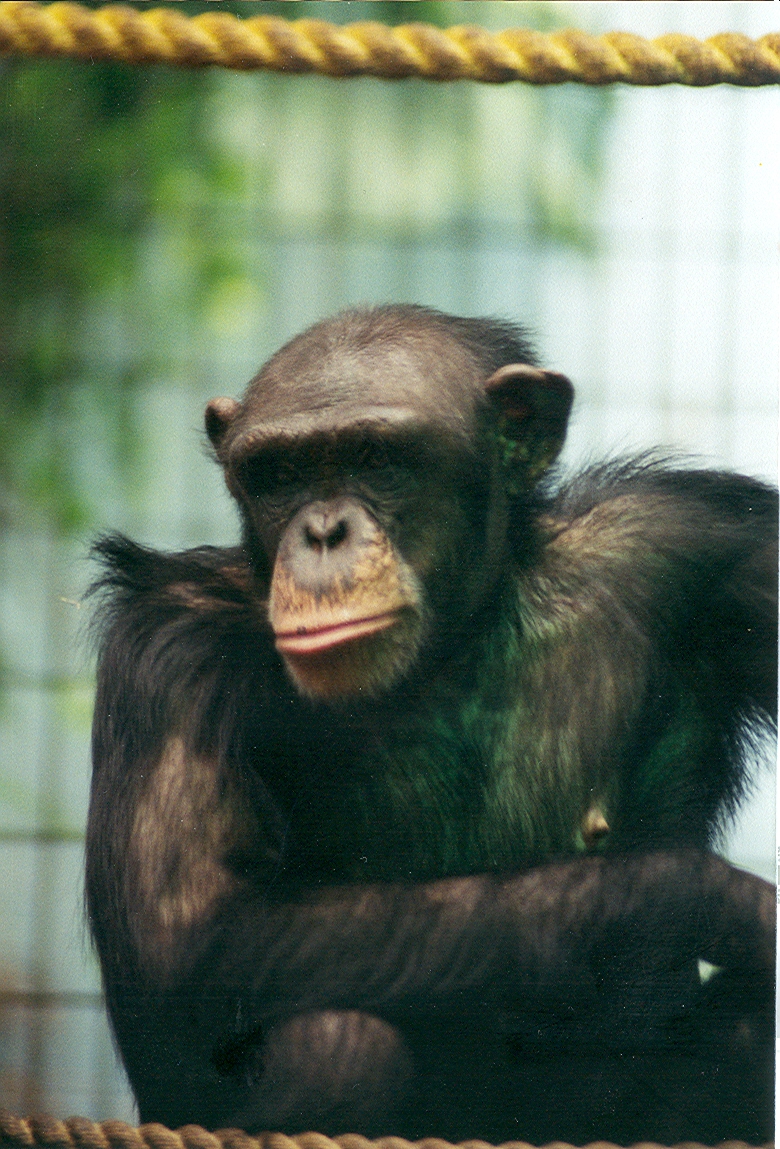 Chimpanzee - 1999