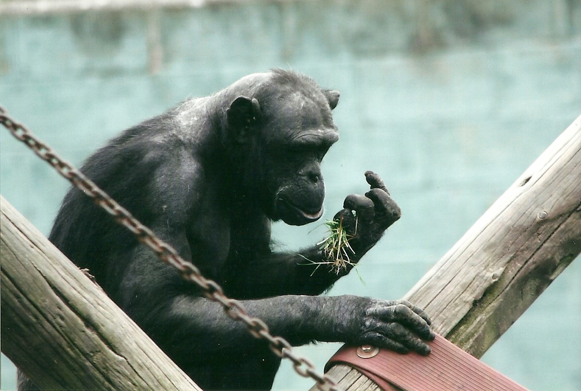 Chimpanzee 19th May 2013