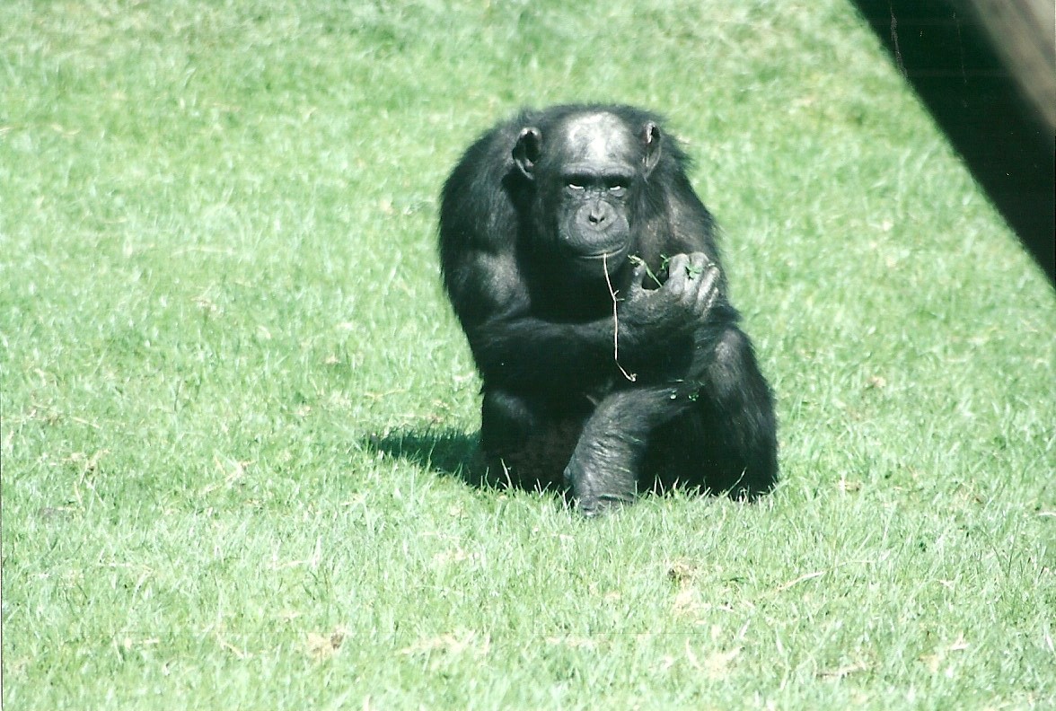 Chimpanzee 19th May 2013