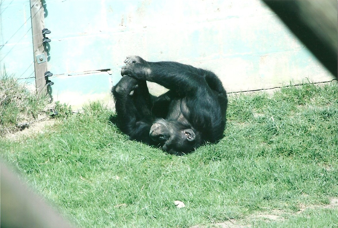 Chimpanzee 19th May 2013