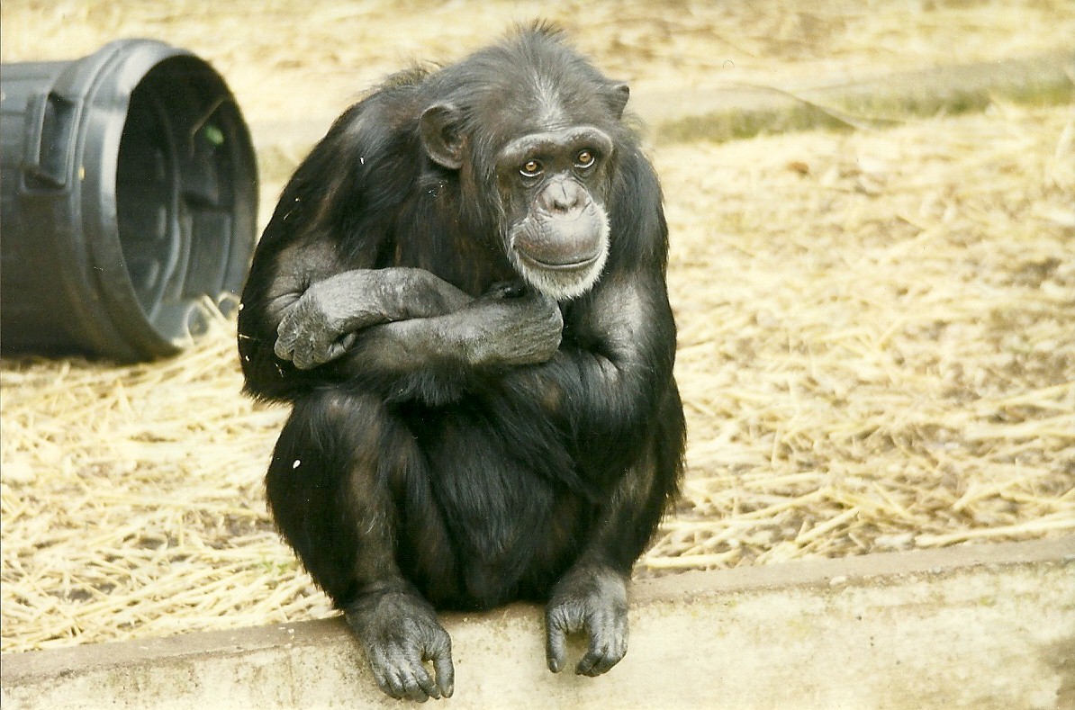 Chimpanzee 1st November 1997