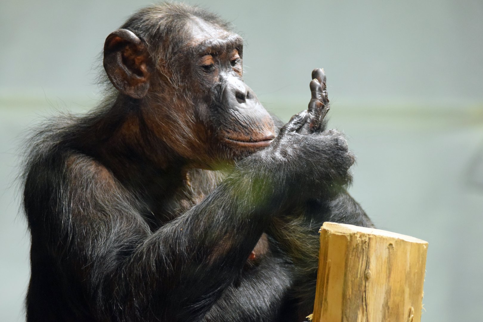 Chimpanzee, 20.10.2019