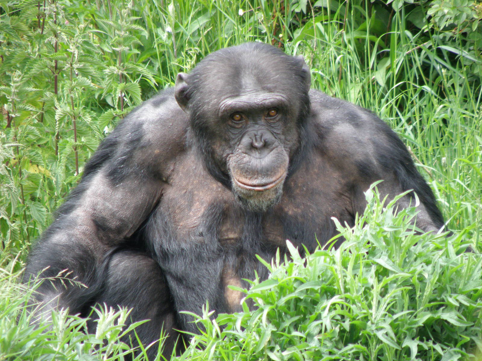Chimpanzee 2011