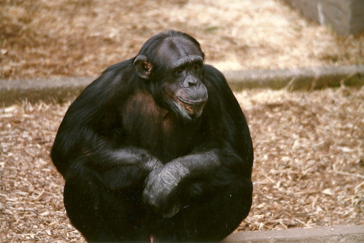 Chimpanzee 20th April 1996