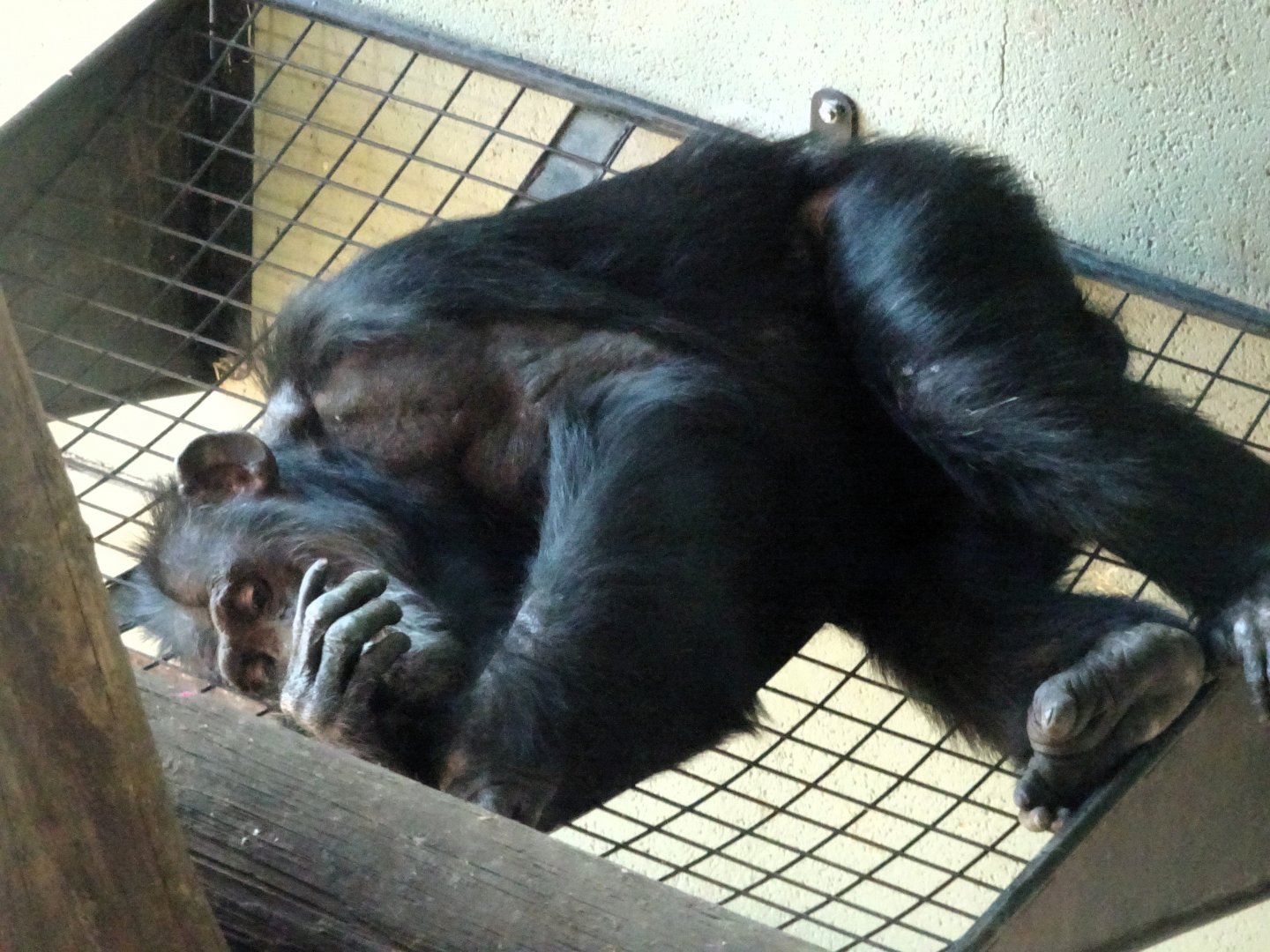 Chimpanzee      21 May 2025