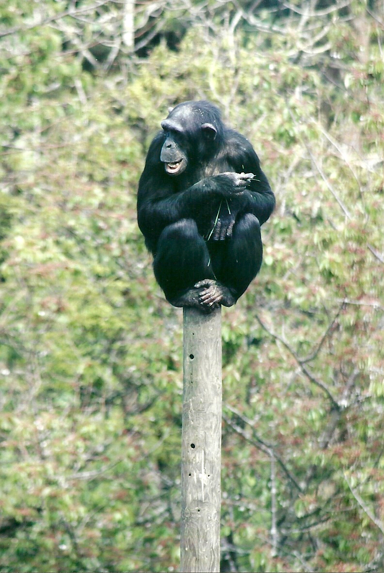 Chimpanzee 21st May 2013