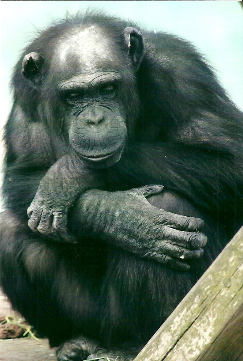 Chimpanzee 21st May 2013