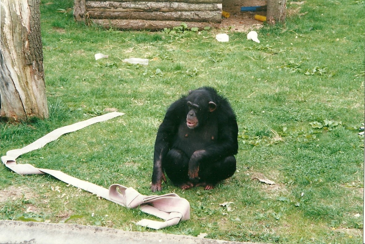 Chimpanzee 22nd July 2000