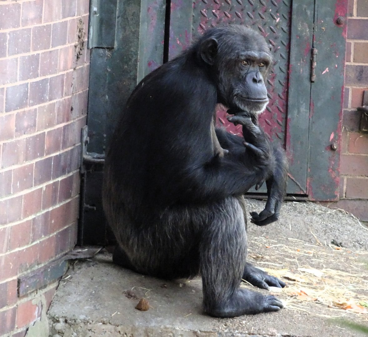 Chimpanzee 24 August 2025