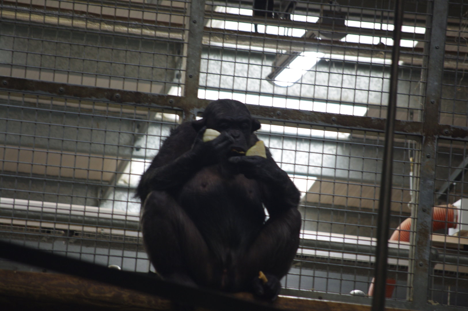 Chimpanzee- 4/3/2023