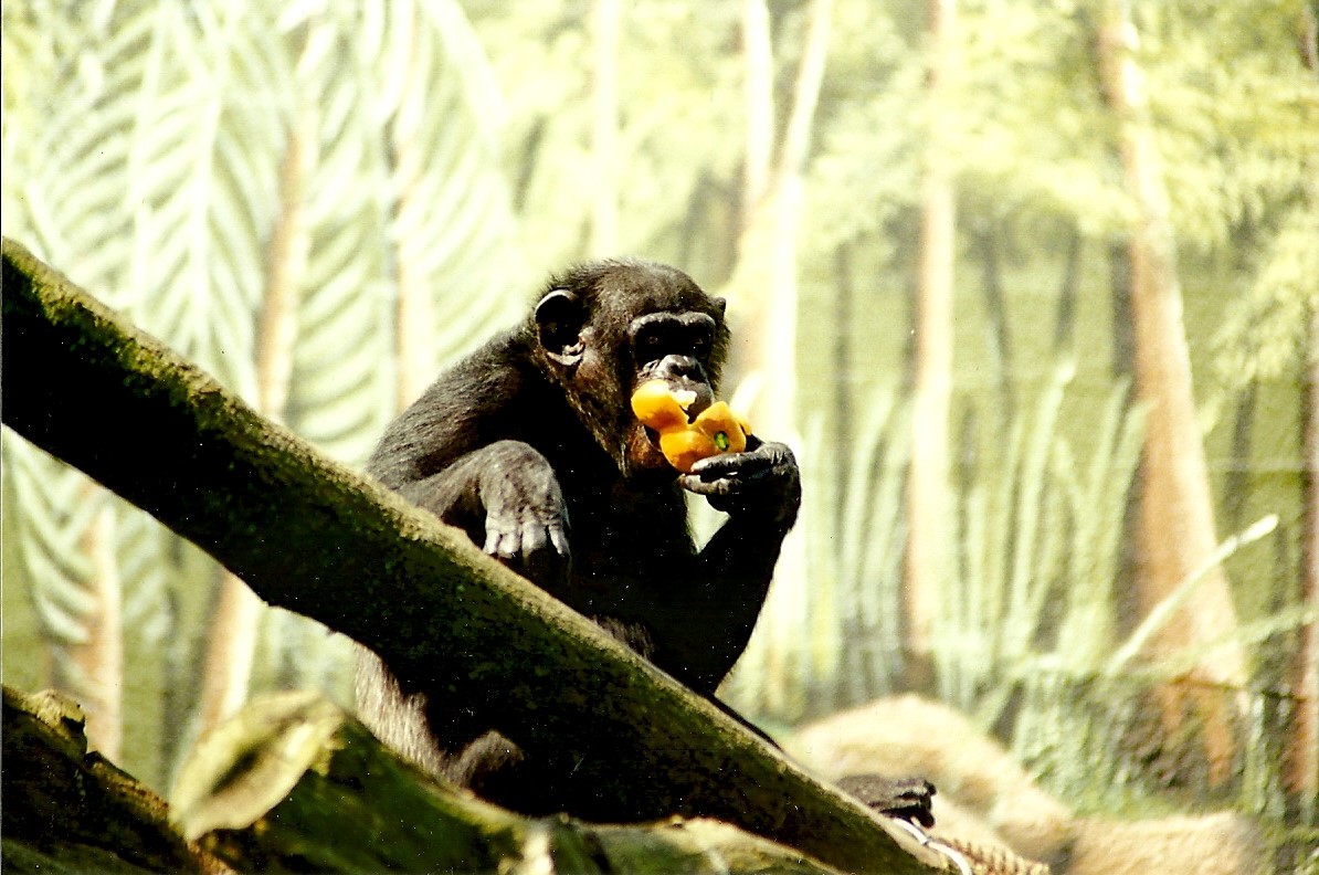 Chimpanzee 5th June 1999