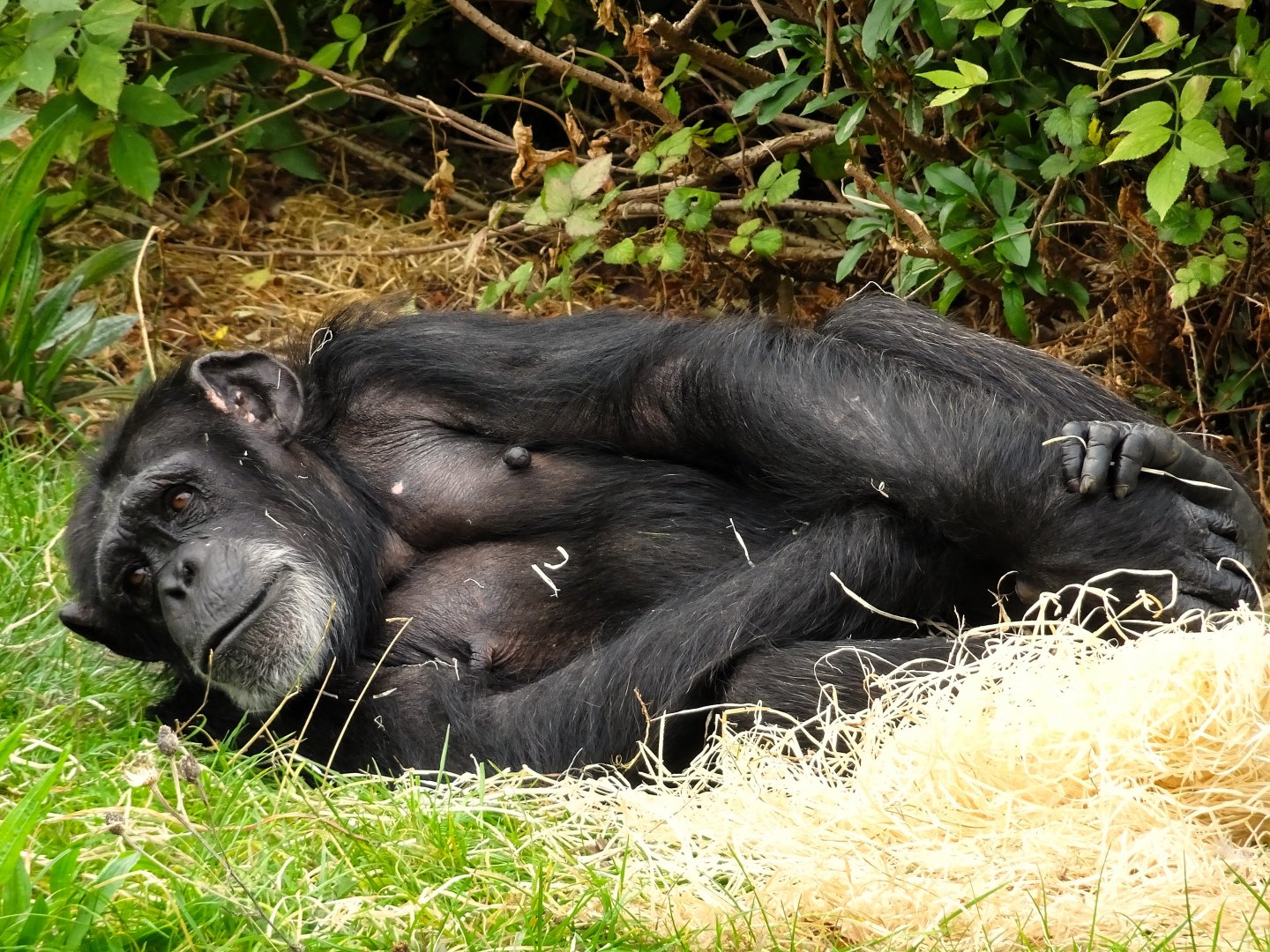 Chimpanzee 6 September 2025