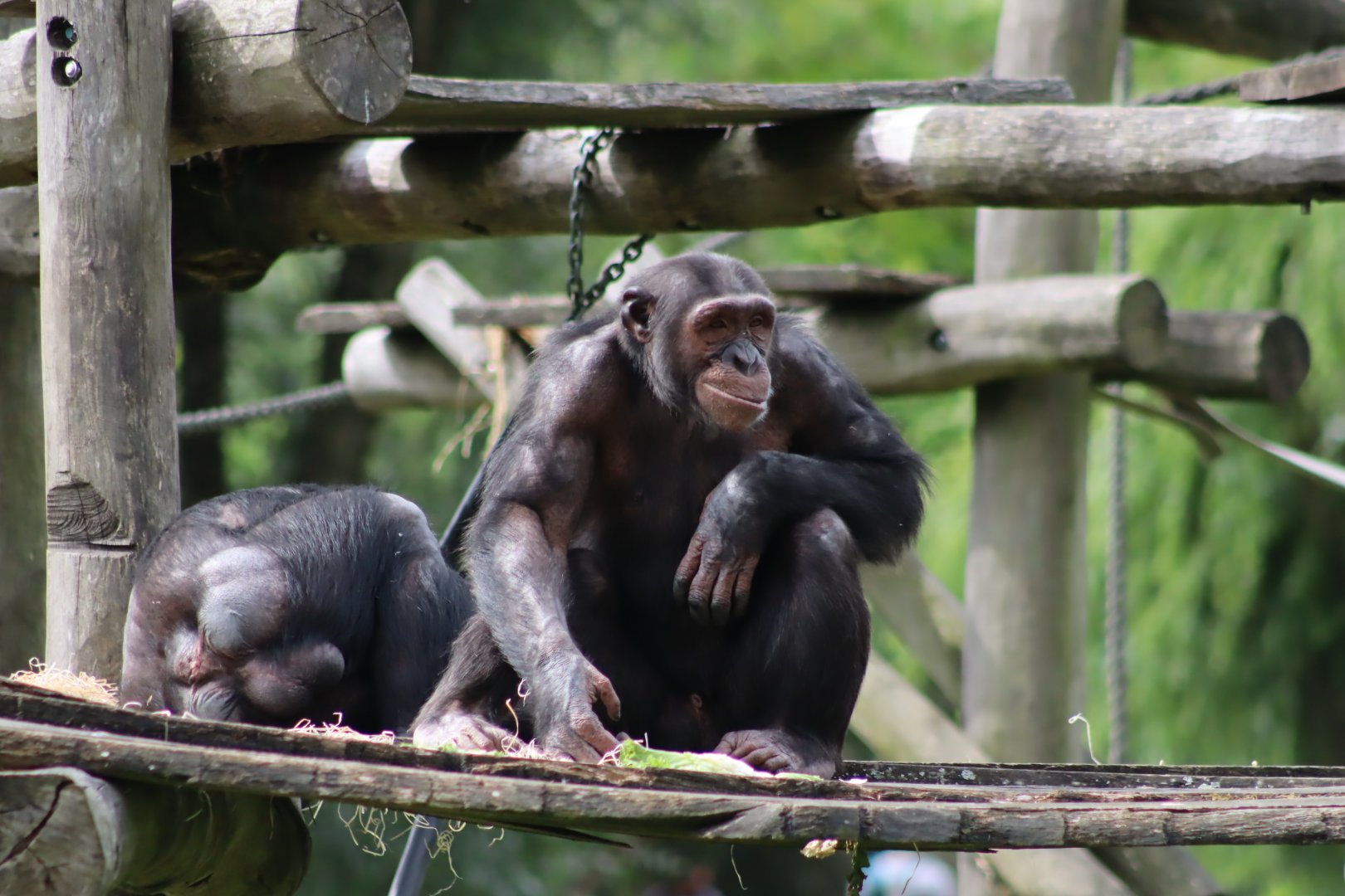 Chimpanzee - 7 July 2024