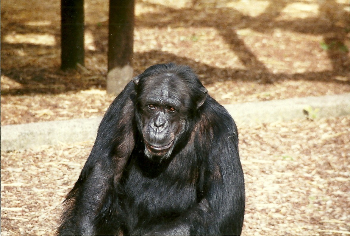 Chimpanzee 8th June 1996
