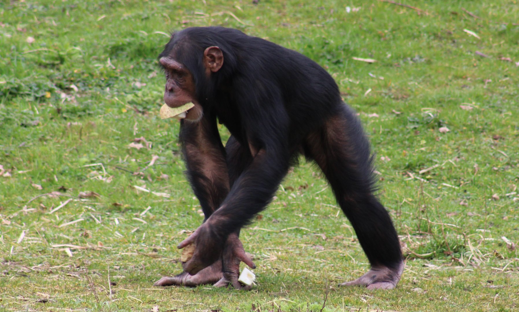Chimpanzee - adult