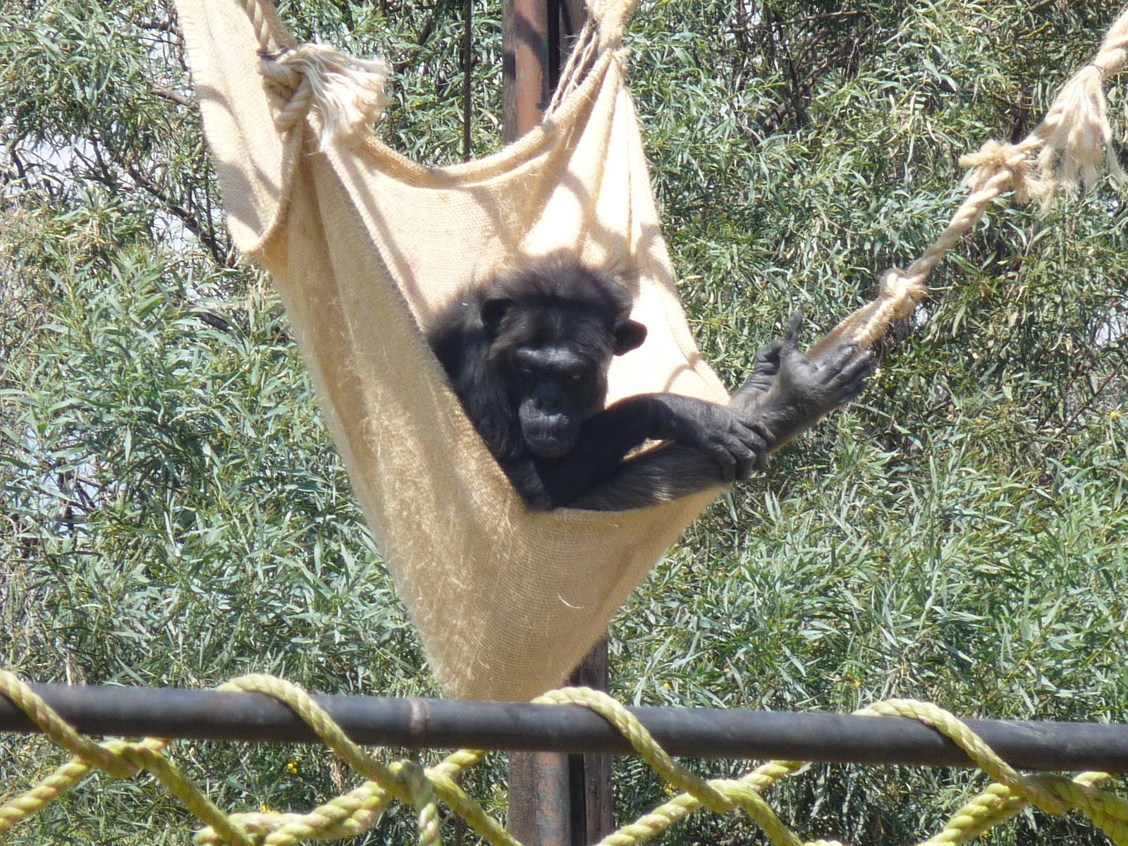 chimpanzee africam safari
