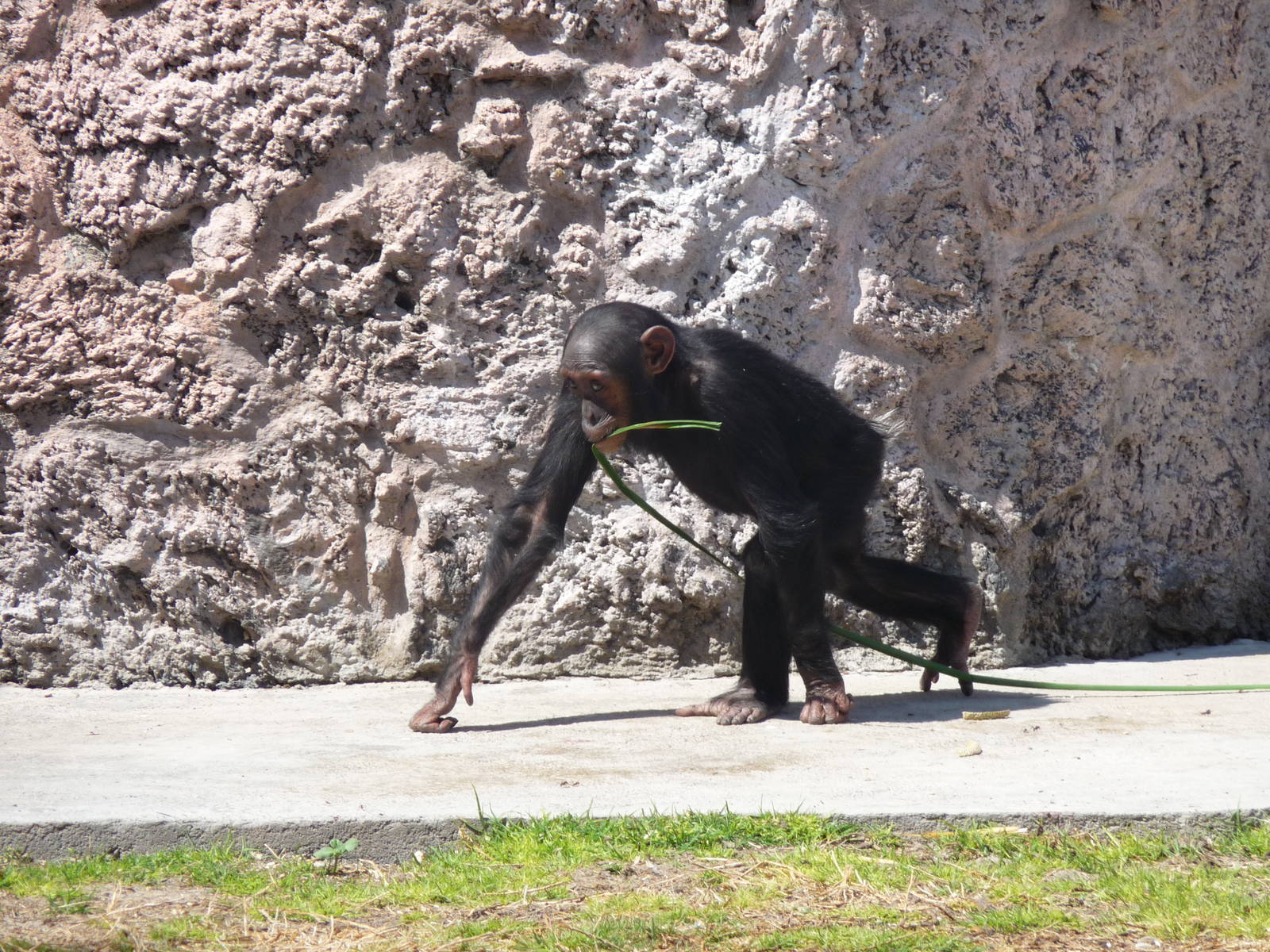 chimpanzee africam safari