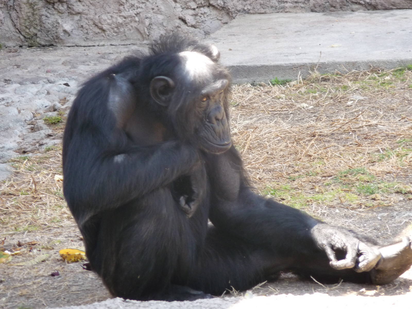 chimpanzee africam safari