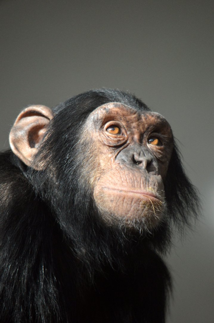 Chimpanzee 'Ajani'