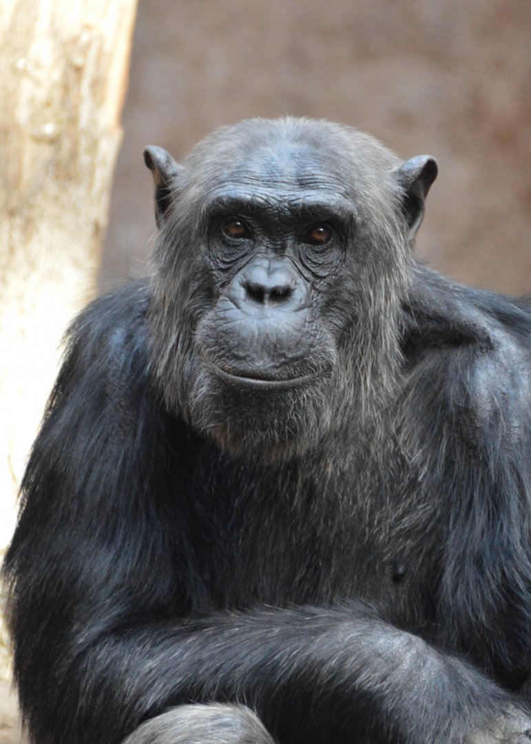 Chimpanzee Alex