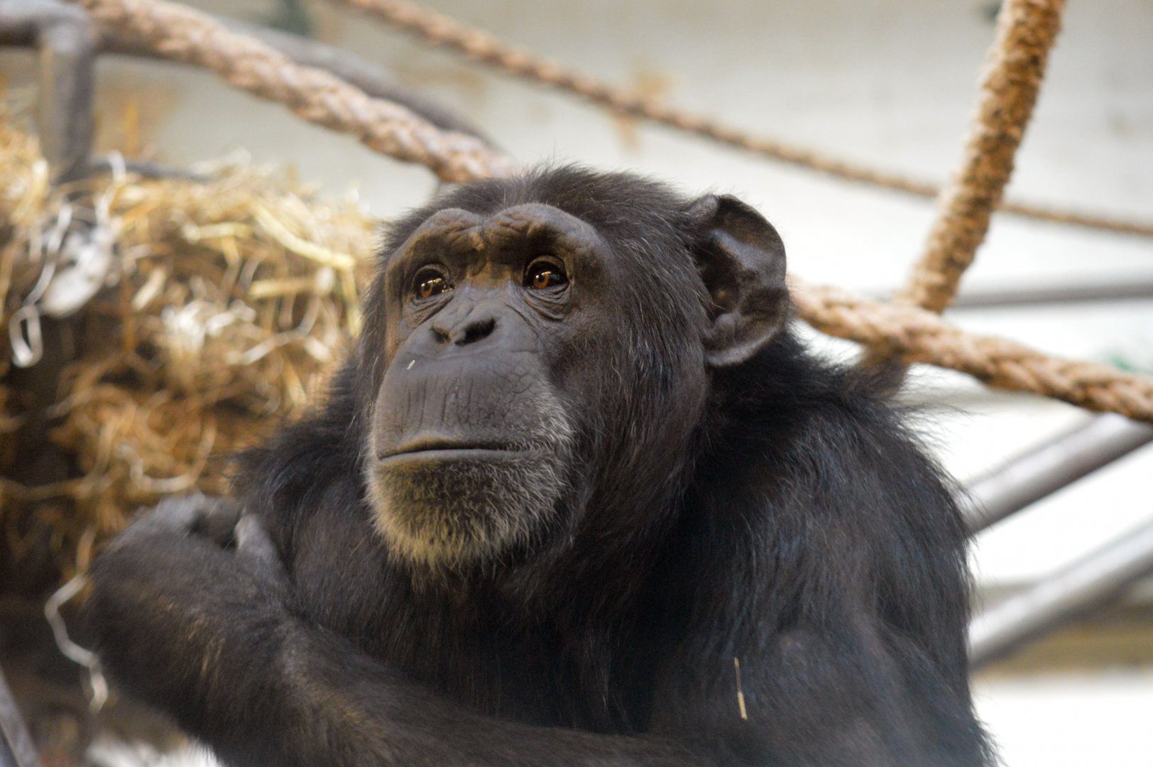 Chimpanzee 'Amber'