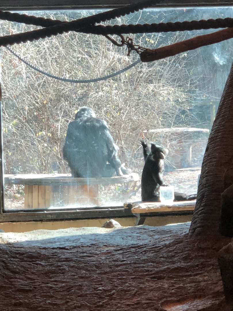 Chimpanzee and Black Managabe