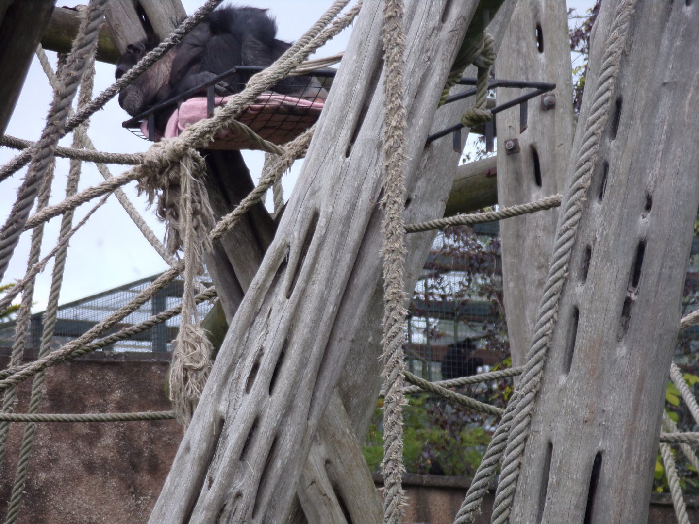 Chimpanzee and gibbon in the same photo 17.7.23